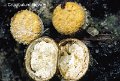 Crucibulum crucibuliforme-amf734